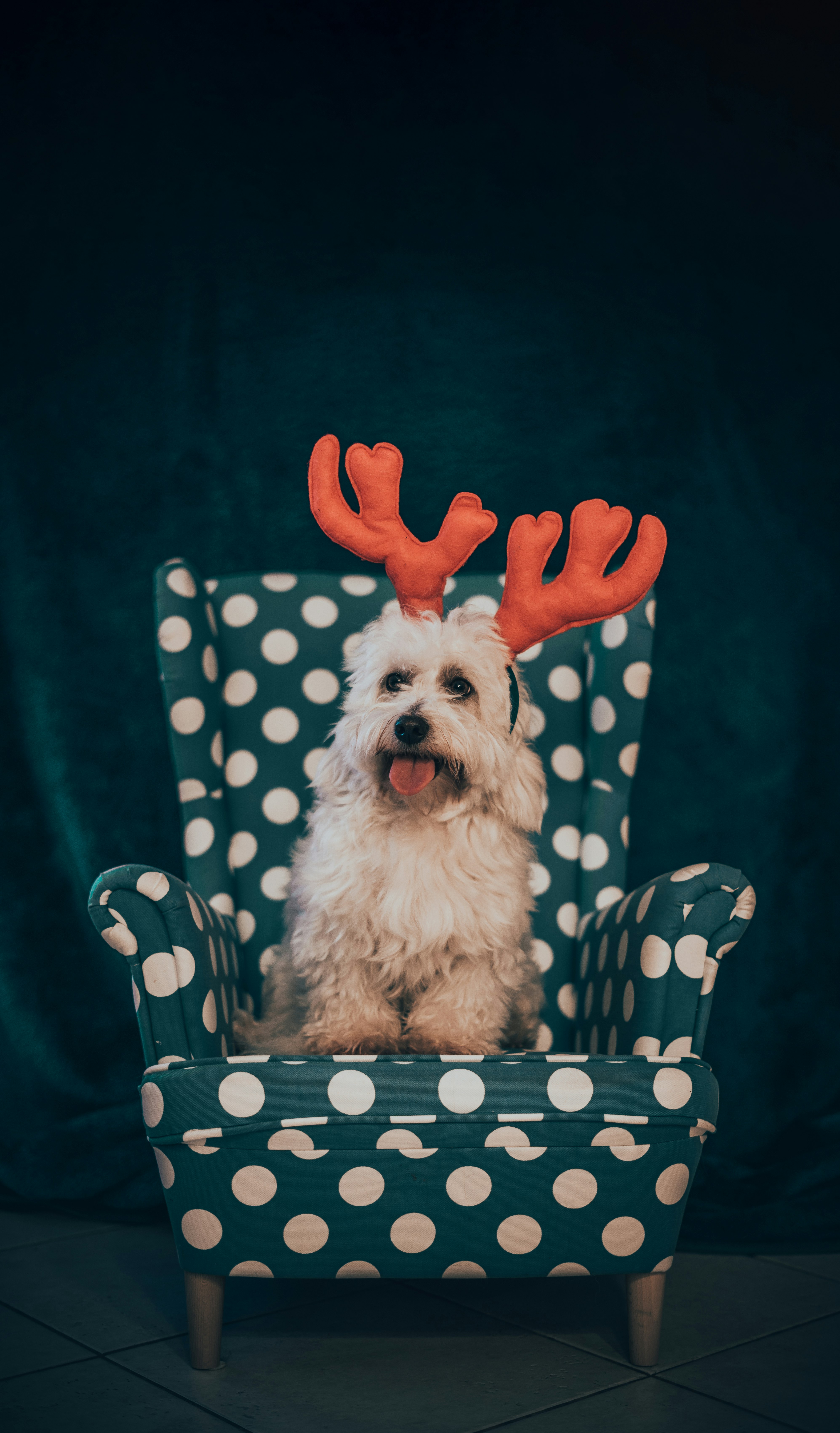 white long coat small dog on black metal chair